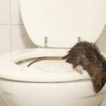 موش فاضلاب در توالت
