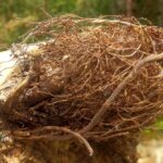 گرفتگی فاضلاب با ریشه درخت