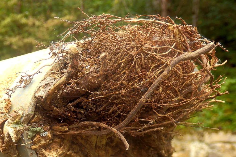 گرفتگی فاضلاب با ریشه درخت